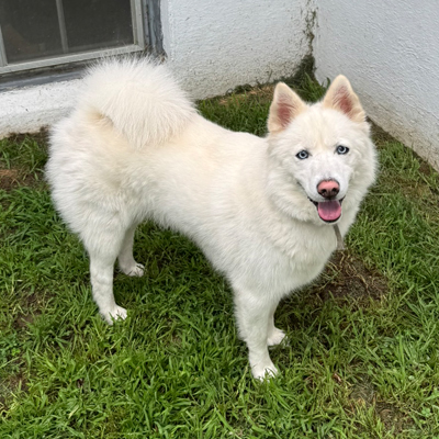 Mako the Dog