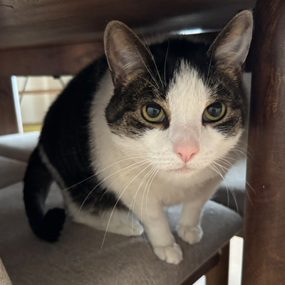 Marnie the Cat