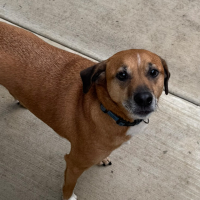 Max the Dog