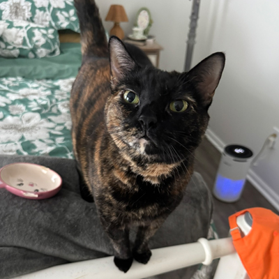 Maya the Cat