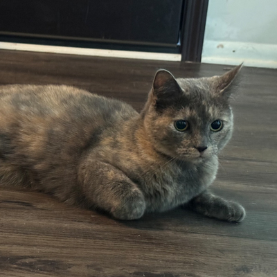 Mello the Cat