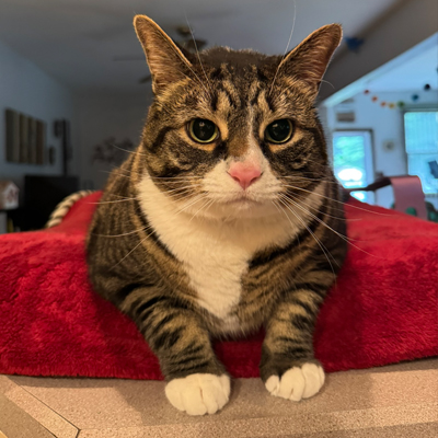 Mez the cat
