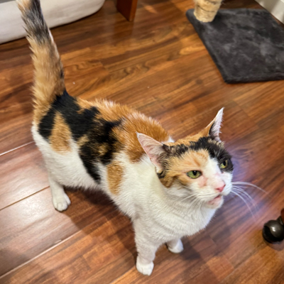 Mia the Cat