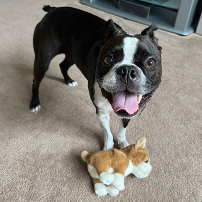 Mickey the Dog