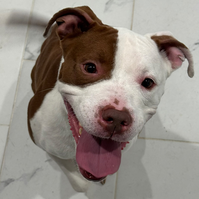 Mila the Dog