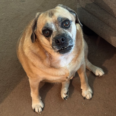 Milo the Dog