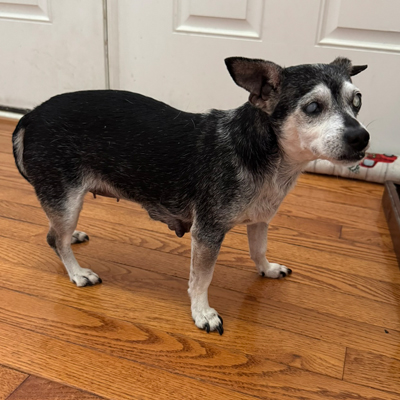 Molly the Dog