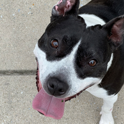 Molly the dog