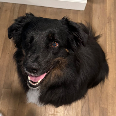 Moxxie the Dog