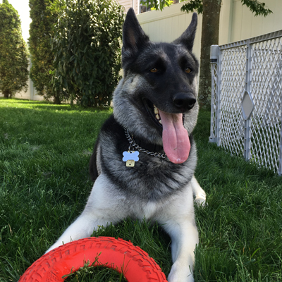 Maggie the Dog