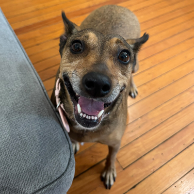 Nelly the Dog