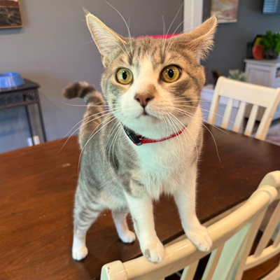 Norman the Cat