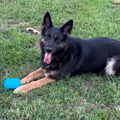 Nova the Dog