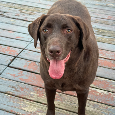 Oakley the Dog