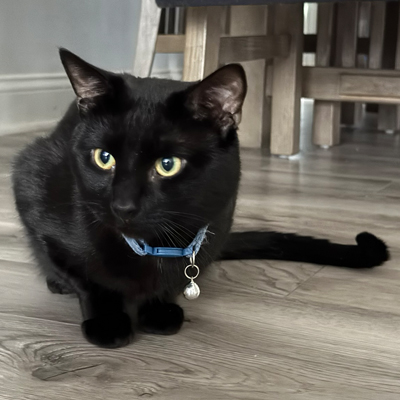Obi the Cat