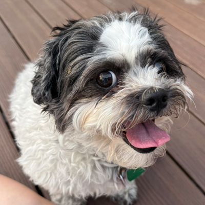 Panda the Dog