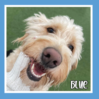 Blue the dog – happy client of Pawsome Help