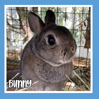 Bunny the rabbit – adorable explorer
