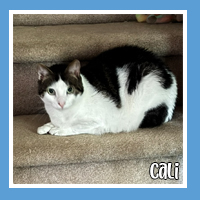 Cali the cat – calm and cuddly