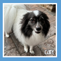 Carl the dog – great cuddle buddy
