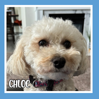 Chloe the dog – loving pet sitting client