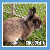 Chocolate the rabbit – sweet and energetic