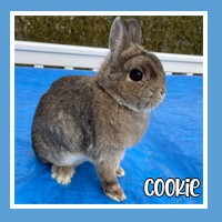 Cookie the rabbit – treat lover