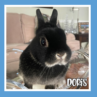 Doris the rabbit – gentle jumper