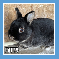 Fatty the rabbit – fluffy and fun