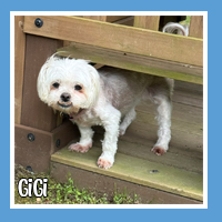 GiGi the dog – high-energy playmate