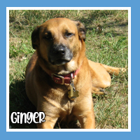 Ginger the dog – loves outdoor walks