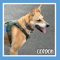 Gordon the dog – loyal and lovable