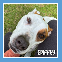Griffey the dog – playful companion
