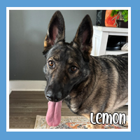 Lemon the dog – zesty and fun