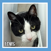 Louis the cat – pet sitting client in Williamstown NJ