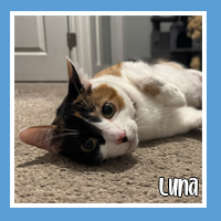 Luna the cat – night owl and nap queen