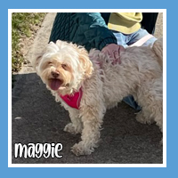 Maggie the dog – always smiling