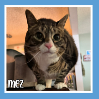Mez the cat – sleek and affectionate