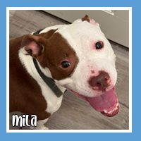 Mila the dog – cheerful walking client