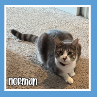 Norman the cat – calm and cool