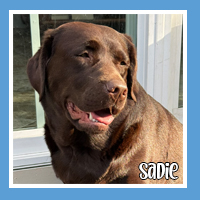 Sadie the dog – senior care pet sitting