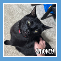 Smokey the cat – cozy lap cat