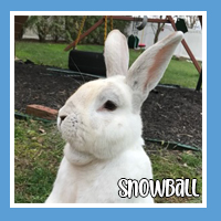 Snowball the rabbit – snowy and sweet