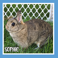 Sophie the rabbit – gentle and sweet
