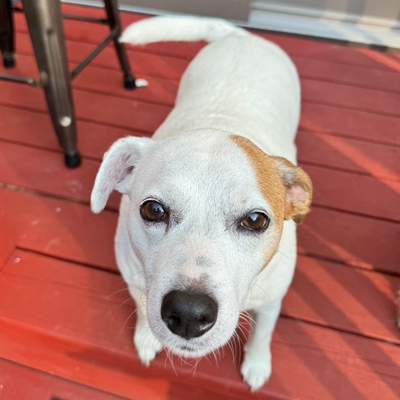 Peach the Dog