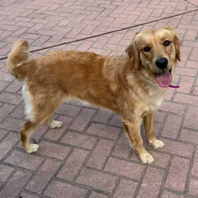 Pearl the Dog