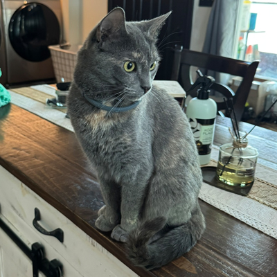 Penelope the Cat