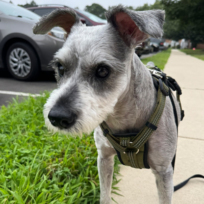 Pepper the Dog