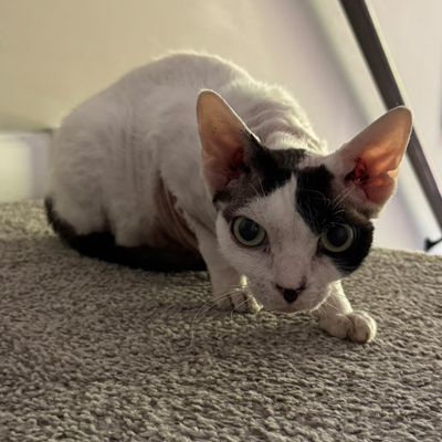 Petey the Cat