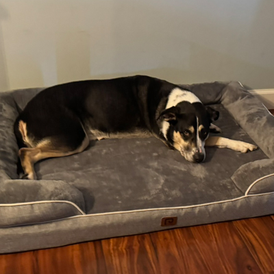 Piffer the Dog